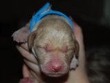 a day old
