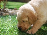 three and a half weeks old