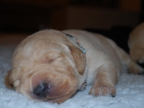 12 days old