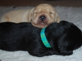 12 days old