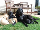 Molly with her babies