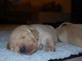 12 days old