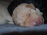 Melvin 5 days old