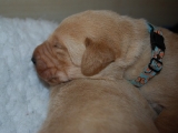 12 days old with his new collar on