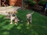 7 weeks old