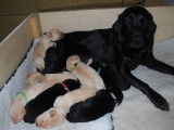 13 days old