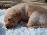 three and a half weeks old