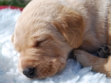 three and a half weeks old