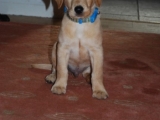 8 and a half weeks 