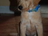 8 and a half weeks