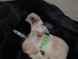 13 days old