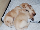 13 days old