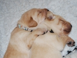 13 days old