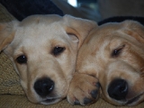 nearly nine weeks 