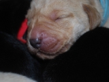 6 days old