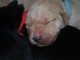 6 days old
