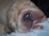 7 days old