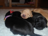 8 days old