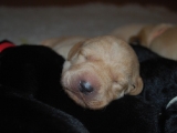8 days old