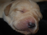 8 days old