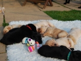 18 days old