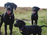 smiling-labs