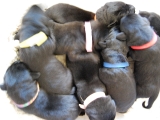 puppy pile!