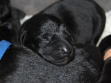 puppy pile!