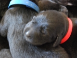 3 days old
