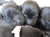 3 days old