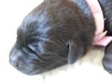 Megan 3 days old
