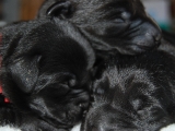 3 days old