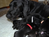 Mum and babes
