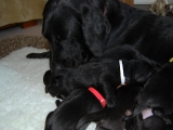 Mum and babes