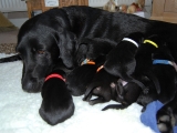 Mum and babes
