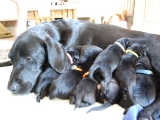 Mum and babes