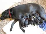 at the milk bar