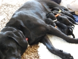 at the milk bar