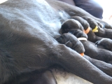 at the milk bar