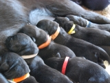 at the milk bar