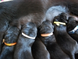 at the milk bar
