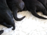 puppy dog tails