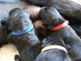3 days old
