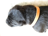 3 days old