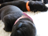 3 days old