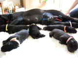 cute puppies