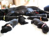 cute puppies