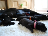 cute puppies