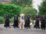 the gang - Stanley, Charlie, Melvin, Molly, Maggie and Archie
