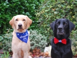Melvin (Supermelvin) and Stanley (with a snoopy collar)